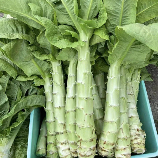 莴笋 1条 Celtuce Each One