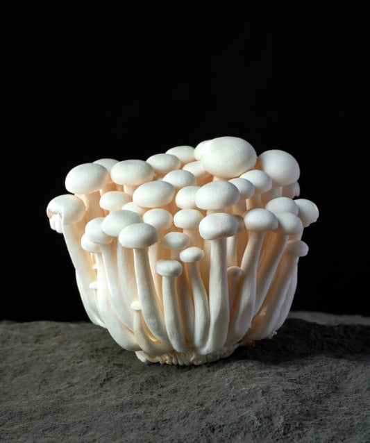 白玉菇 1盒Shimeji Mushroom White Each Pack