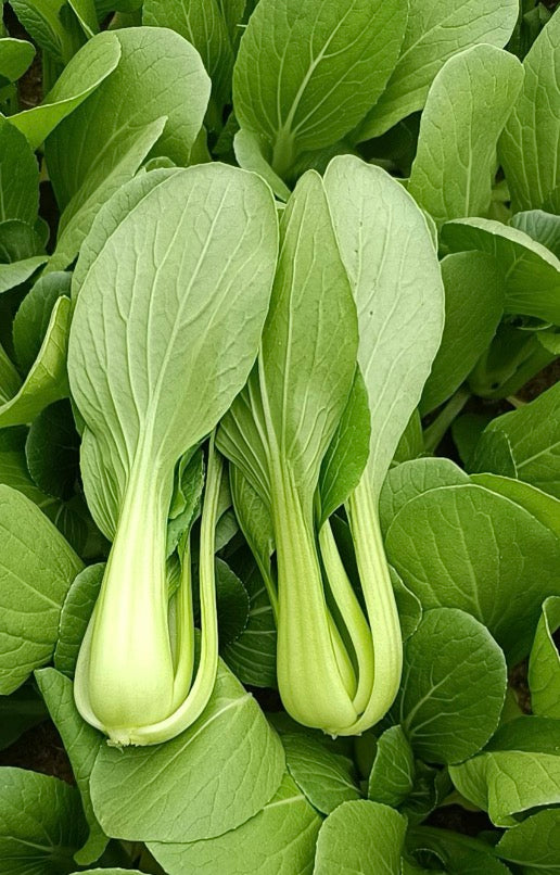 上海青300克 Green Pak Choy