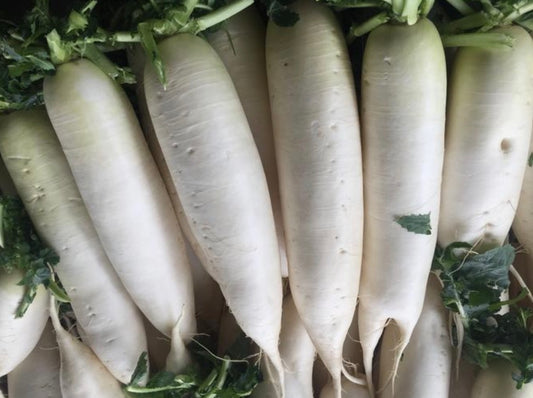 白萝卜 每条Mooli (White Radish) 1pc