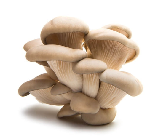 新鲜蚝菇 1盒Oyster Mushroom